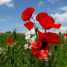 Схема вышивки «Маки»