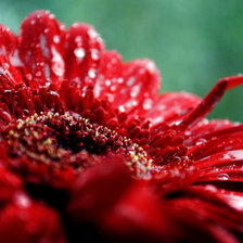 Схема вышивки «красный цветок»