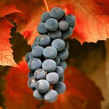 Схема вышивки «Виноград»