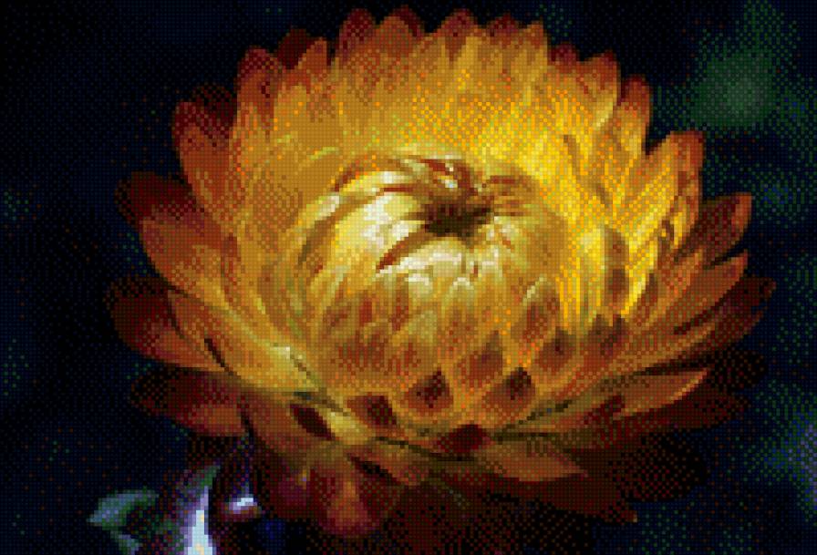 цветок - гелихризиум, цветок, бессмертник - предпросмотр