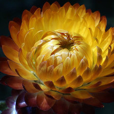 Схема вышивки «цветок»