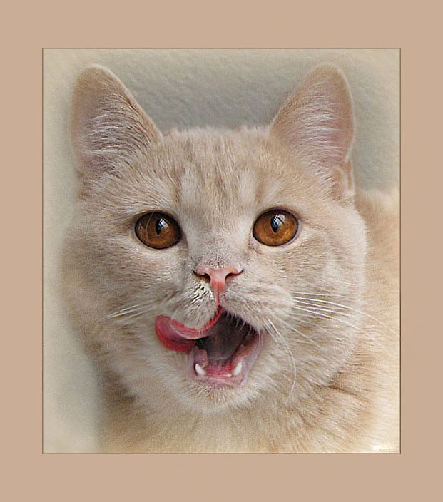 что на обед? - глаза, кот, кошка, кухня - оригинал