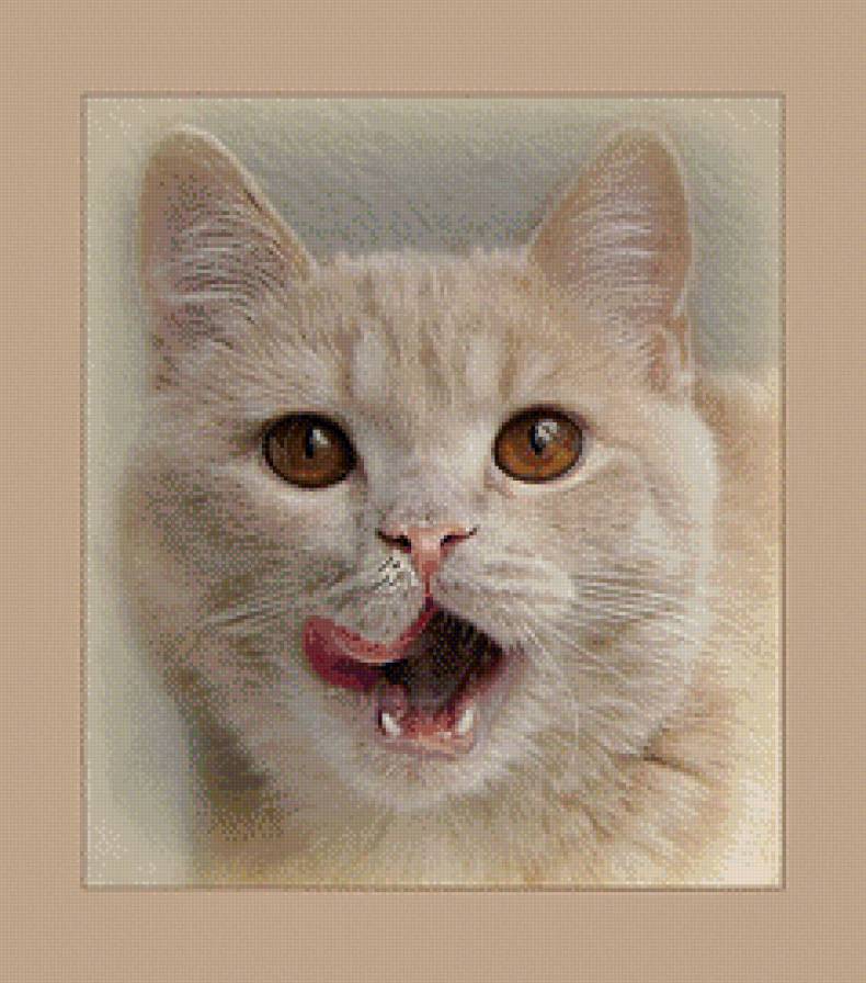 что на обед? - глаза, кошка, кухня, кот - предпросмотр