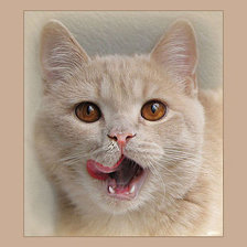 Схема вышивки «что на обед?»