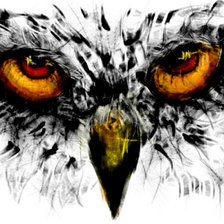 взгляд хищника