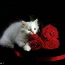 Схема вышивки «№491347»