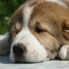 Схема вышивки «щенок среднеазиатской овчарки»