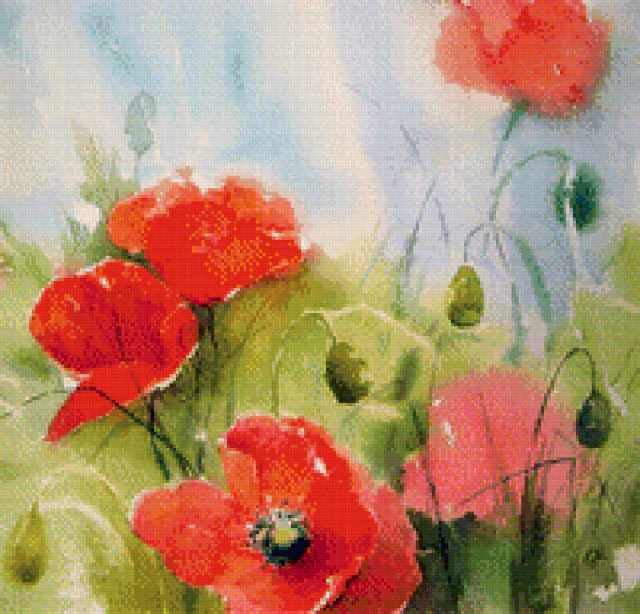 маки - маки, цветы, поле - предпросмотр