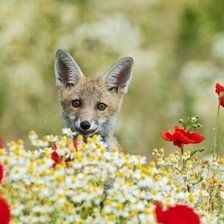 Схема вышивки «Лисенок в маках»