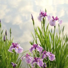 Схема вышивки «ирисы»