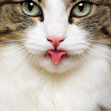 Схема вышивки «Котейка»