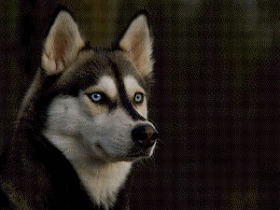 Хаски - собака, хаски - предпросмотр