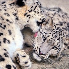 Схема вышивки «Ирбисы»