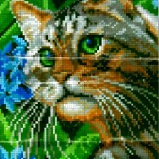 Кот в голубых цветах