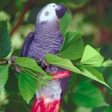 Схема вышивки «Попугай»