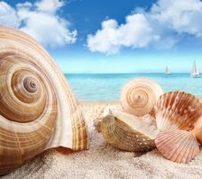 Схема вышивки «Ракушки»