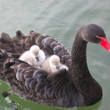 Схема вышивки «Лебединая семья»