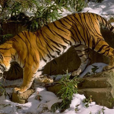 Схема вышивки «тигр»