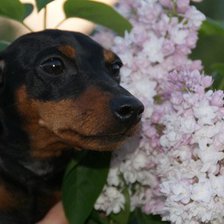 Схема вышивки «Зося)»