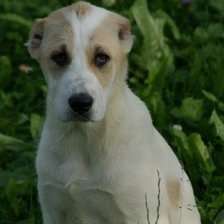 Схема вышивки «песик»