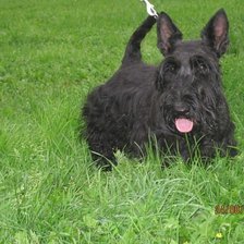 Схема вышивки «скотч-терьер»