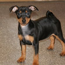 Схема вышивки «Зося)»