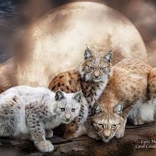 Схема вышивки «рыси»