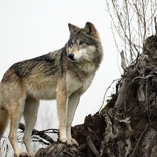 Схема вышивки «волк»