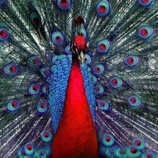 Схема вышивки «Павлин»