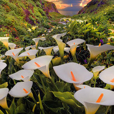 Схема вышивки «Цветочное поле»