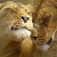 Схема вышивки «Львы»