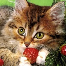 Схема вышивки «котик»