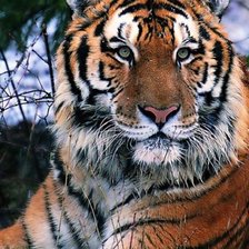 Схема вышивки «уссурийский тигр»