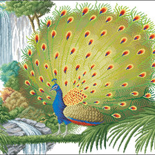 Схема вышивки «павлин»