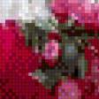 Предпросмотр схемы вышивки «Пионы» (№492652)