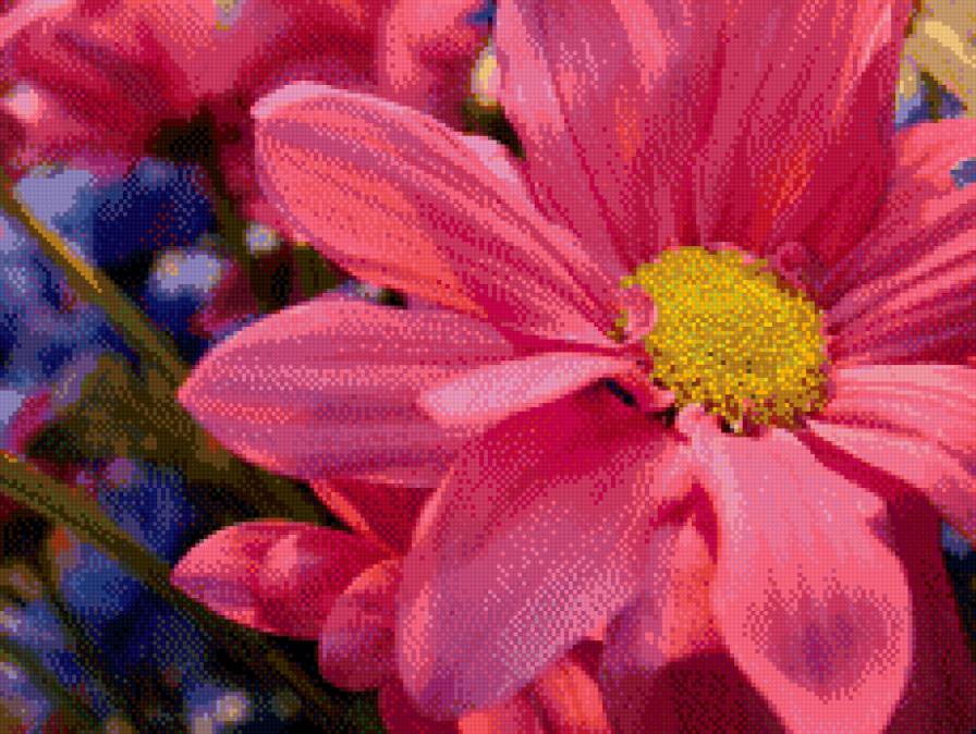 Розовый цветок - цветы, природа - предпросмотр