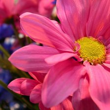 Схема вышивки «Розовый цветок»