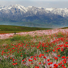 Схема вышивки «№492816»