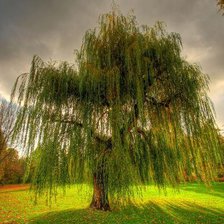 Схема вышивки «Дерево»