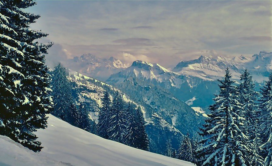 Швейцарские Альпы - лес, горы, природа, альпы, пейзаж, снег, зима - оригинал