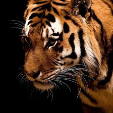 Схема вышивки «Тигр»