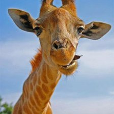 Схема вышивки «Жираф»