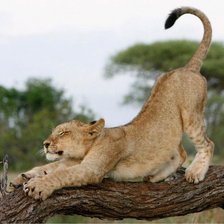 Схема вышивки «Лев»