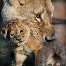 Схема вышивки «Львы»