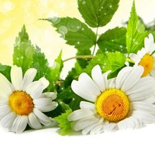 Схема вышивки «ромашки»