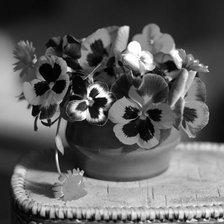 Схема вышивки «анютины глазки»