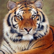 Схема вышивки «тигр»