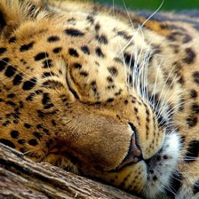 Схема вышивки «леопард»