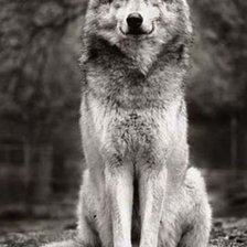 Схема вышивки «Акела.»