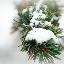 Схема вышивки «ветка сосны»